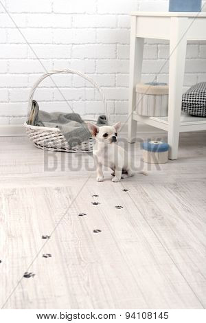 Adorable chihuahua dog and muddy paw prints on wooden floor in room