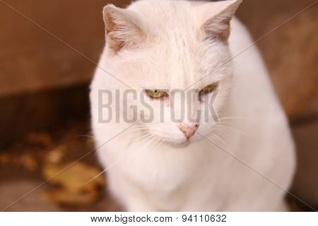 Cute White Cat With Brigth Yellow Eyes