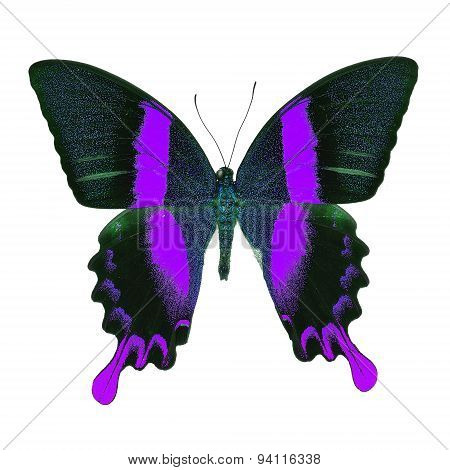 Fancy Butterfly Isolated On White