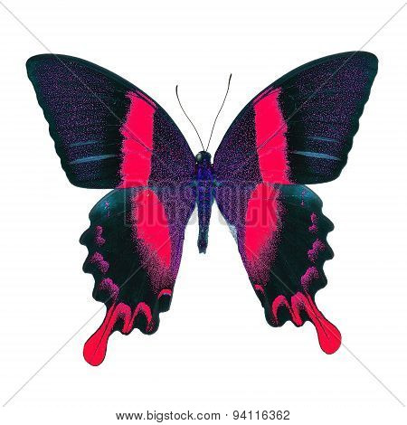 Fancy Butterfly Isolated On White
