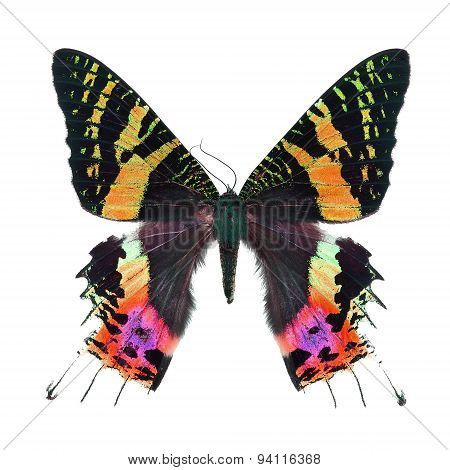 Fancy Butterfly Isolated On White