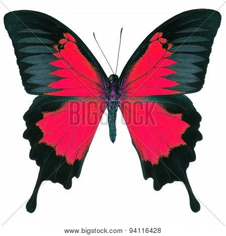 Fancy Butterfly Isolated On White