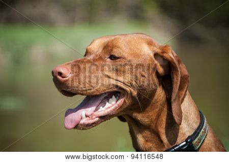 A close-up portratit of a happy looking Hungarian Vizsla dog.