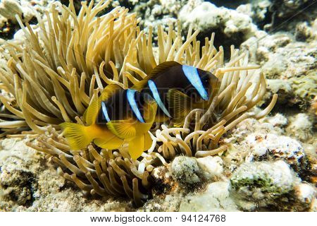 Anemone fish (Amphiprion bicinctus) ) in the soundback with anemone.Coral reef.
