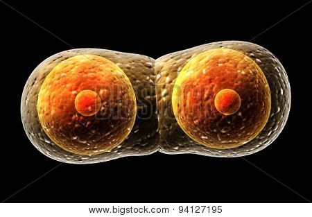 Process division of cell. Isolated on black background