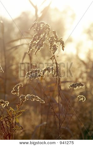 Aurinkoinen