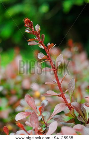Colorful Young Leaves Of A Bush Branch In Fulda, Hessen, Germany