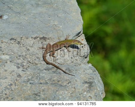 A Croatian lizard on a stone