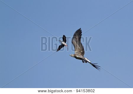 White-bellied Sea Eagle Attack By Stilt In Pottuvil, Sri Lanka