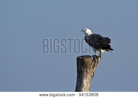 White-bellied Sea Eagle In Pottuvil, Sri Lanka