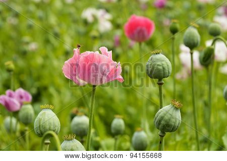 Poppy flower