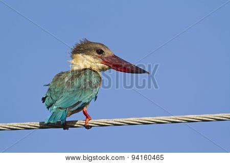 Stork-billed Kingfisher In Pottuvil, Sri Lanka