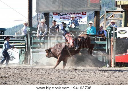 MERRITT B.C. CANADA - May 30 2015: Bull rider riding in the first round of The 3rd Annual Ty Pozzobon Invitational PBR Event.