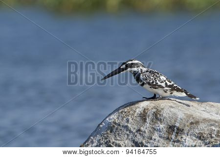 Pied Kingfisher In Pottuvil, Sri Lanka