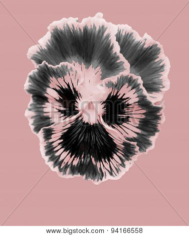 Pansies flower