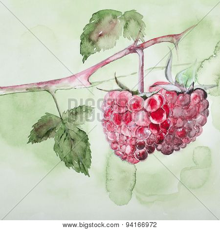 Raspberries on a branch
