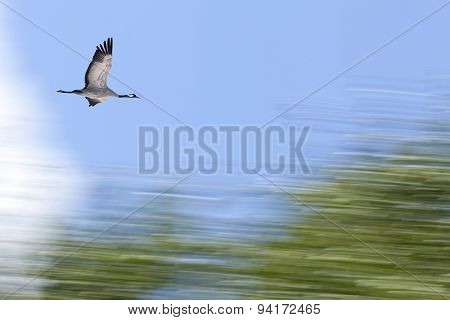 Single crane, Grus grus arrives to a garden.