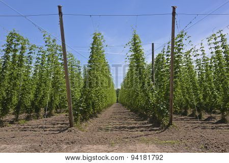 Agriculture And Farming Of Hops In Oregon.