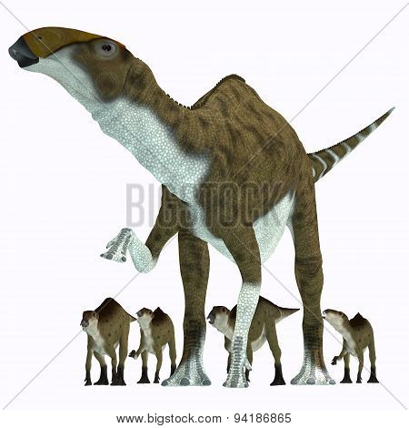 Brachylophosaurus Herbivore Dinosaur