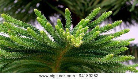 Coniferous branch