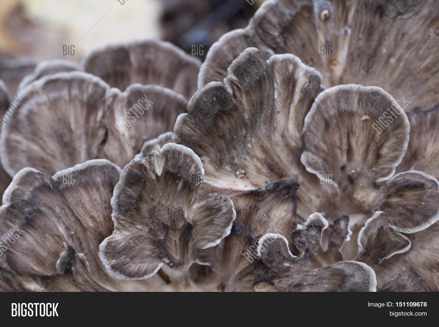 Grifola Frondosa Image & Photo (Free Trial) Bigstock