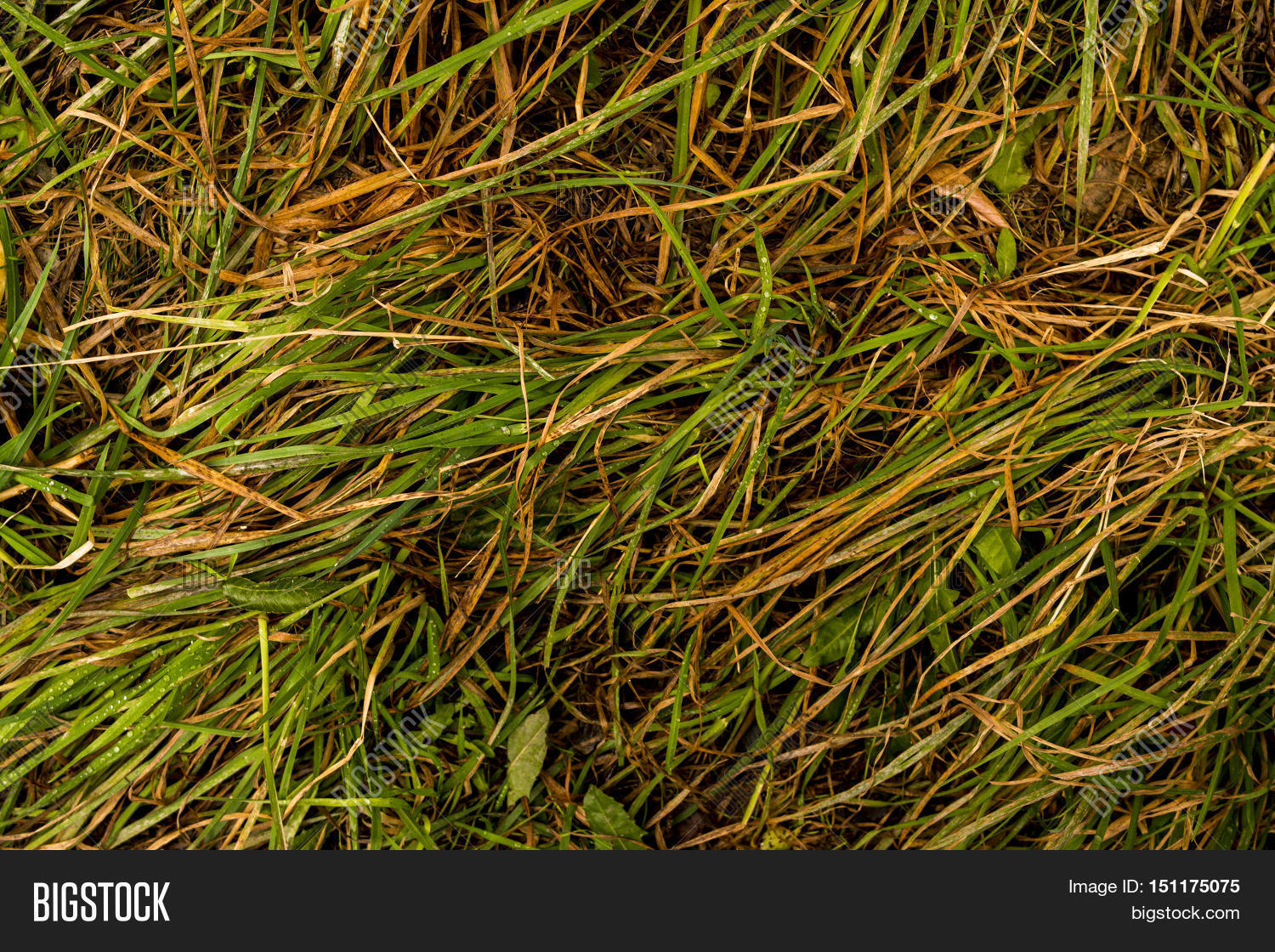 Grass, Colors Fall, Image & Photo (Free Trial) Bigstock