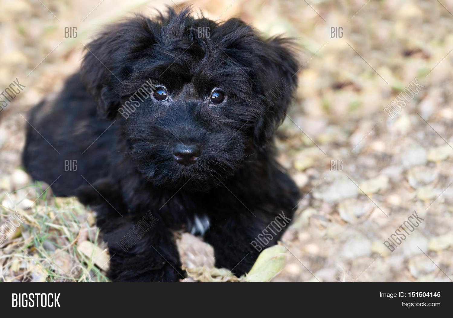 Puppy Dog Cute Image & Photo (Free Trial) Bigstock