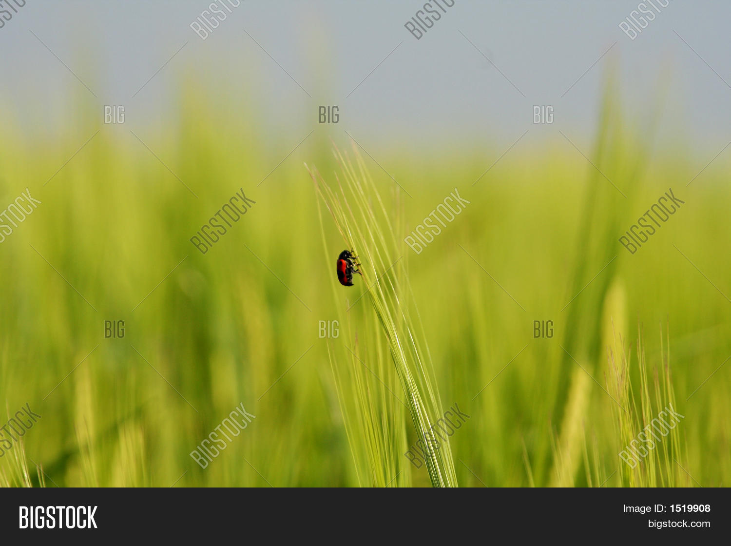 Image Preview