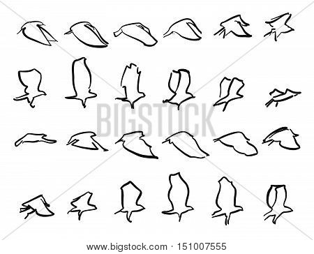 Flying Pigeon Motion Stydies Sketches