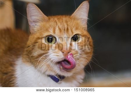 Young red licking cat having a tasty food and satisfied look