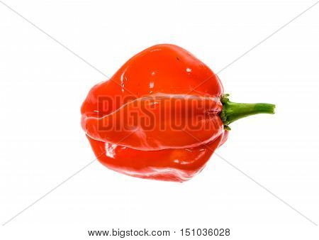 Fresh Ripe Caribbean Red Habanero Hot Chili Pepper
