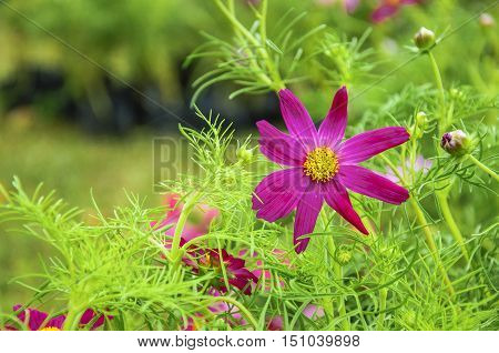 The blossoming galsang flower closeup in garden
