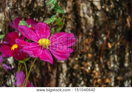 The blossoming galsang flower closeup in garden