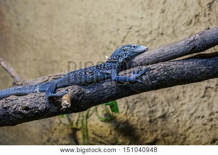 Blue spiny lizard on the branch, Terraria, animal