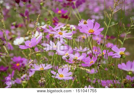 The blossoming colorful galsang flowers closeup in garden