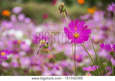 The blossoming colorful galsang flowers closeup in garden
