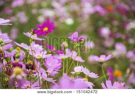 The blossoming colorful galsang flowers closeup in garden