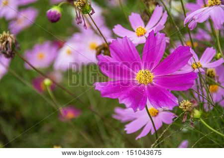 The blossoming colorful galsang flowers closeup in garden