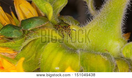 Green beetles on a flower close-up. Macro photo.