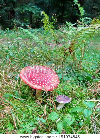 in the forest on a green meadow mushroom growing