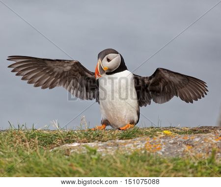 Atlantic Puffin on rocks with wings open.