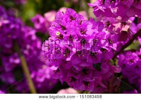 Beautiful magenta bougainvillea flowers closeup. Vivid colors and blue, green soft blurry background