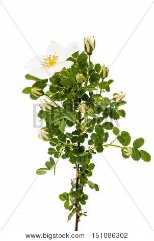 White Dog rose isolated on white background