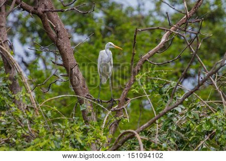 Intermediate Egret In Nature