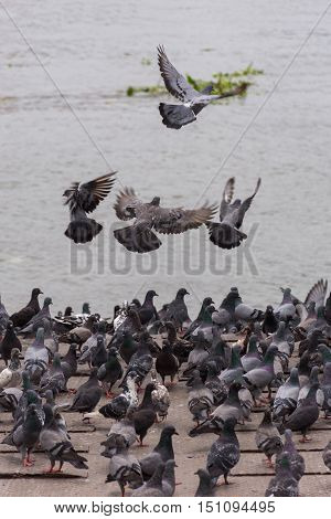 Bird (pigeon, Dove) At A Port Or Harbor