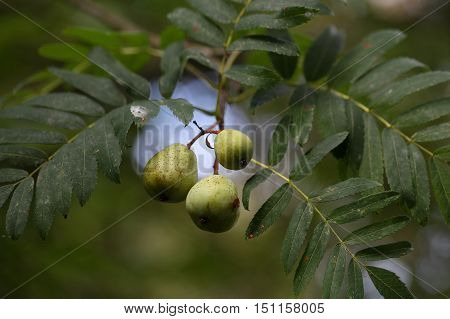 Green fruits of a service tree (Sorbus domestica L.)