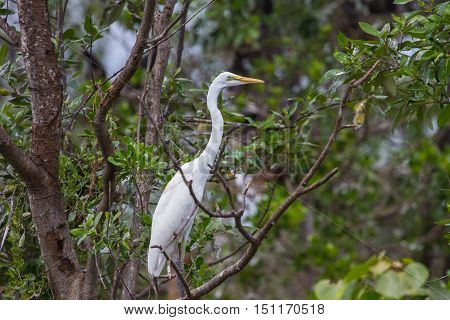 Intermediate Egret In Nature