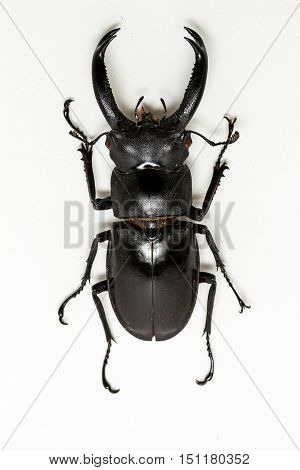 Stag Beetle (hexarthrius Nigritus)