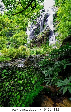 Stream in the tropical jungle and rain forest