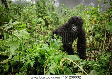 Front view of expressive young mountain gorilla looking at the camera in the wilderness of the forest